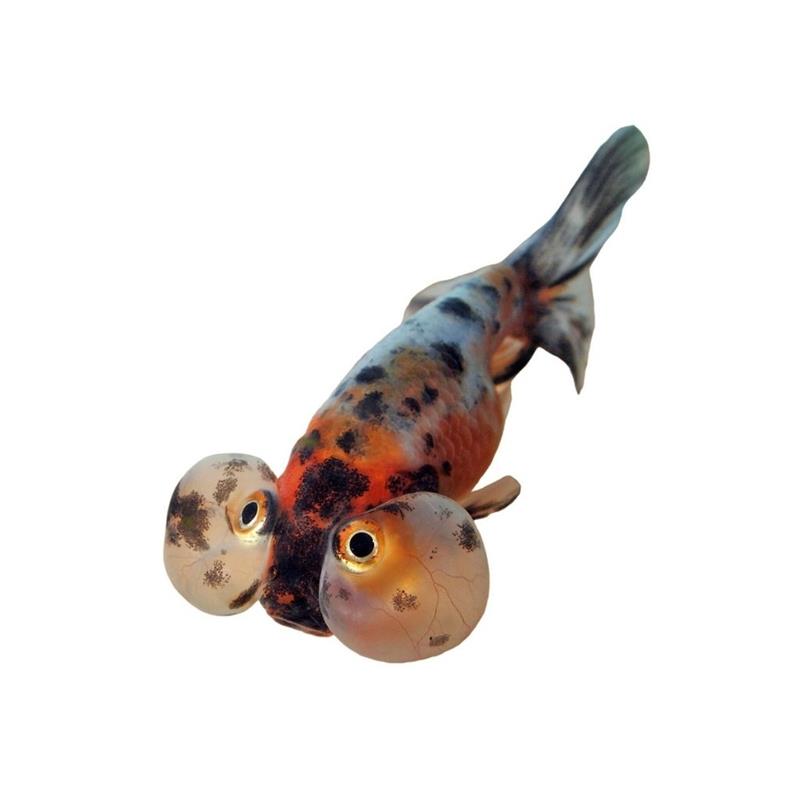 Carassius auratus calico bubble eye - imagine 3